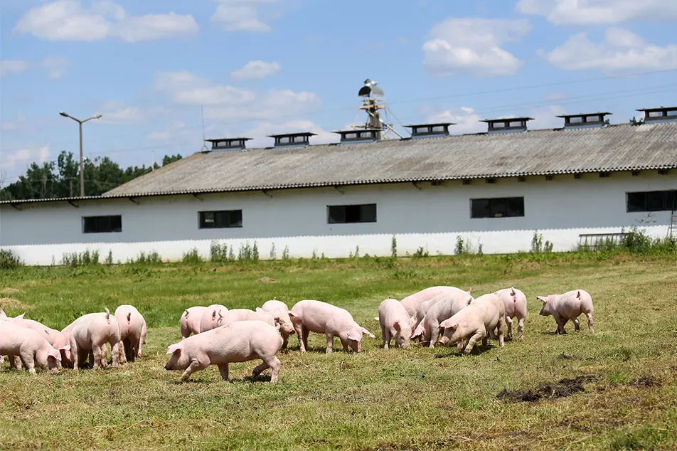 Moderne Schweinefarm wenig nicht diese 6 Schweineausrüstung