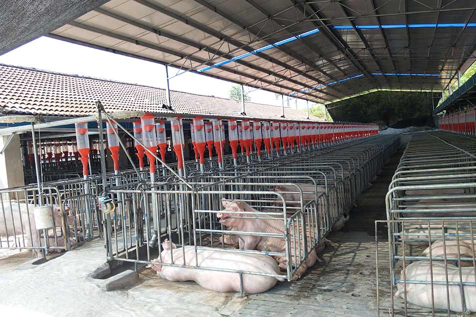 So wählen Sie die richtige Trächtigkeitskiste für Ihren Schweinefarm aus