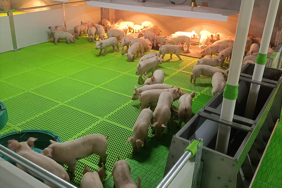 PVC-umgebender Schweinestall: Eine moderne und effiziente Lösung für die Schweinehaltung