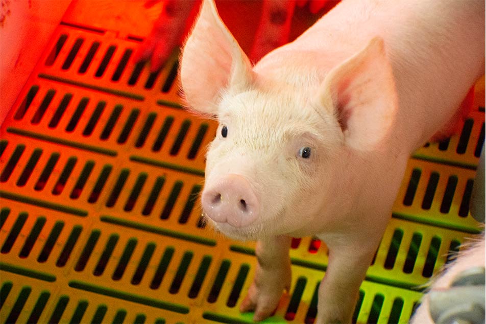 Wählen Sie den besten Bodenbelag für Ihren Schweinestall: Deba Brothers® PIG FLOOR Guide