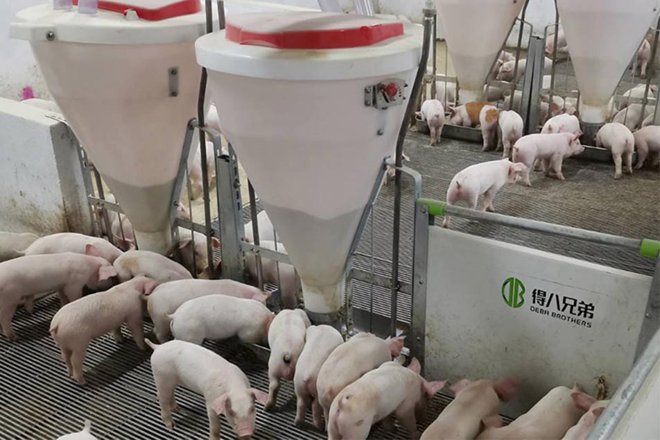 So wählen Sie den richtigen SCHWEINEFUTTER für Ihren Schweinefarm: Ein umfassender Leitfaden von Deba Brothers®