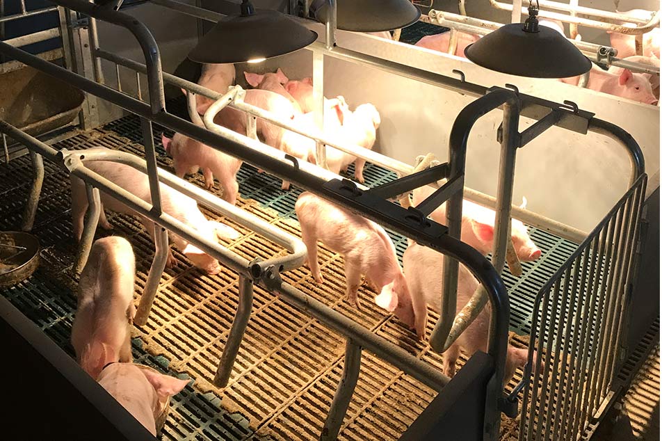 Erfüllung der Wohlfahrts- und Verhaltensbedürfnisse von Schweinen: Bereitstellung angemessener Unterbringung und Platz für Schweinefarmbesitzer