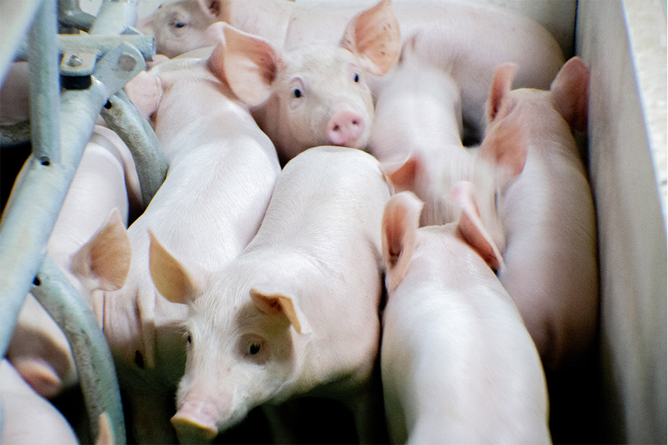 Welsafe Abferkelkiste: Verbesserung des Schweinewohls im Abferkelmanagement