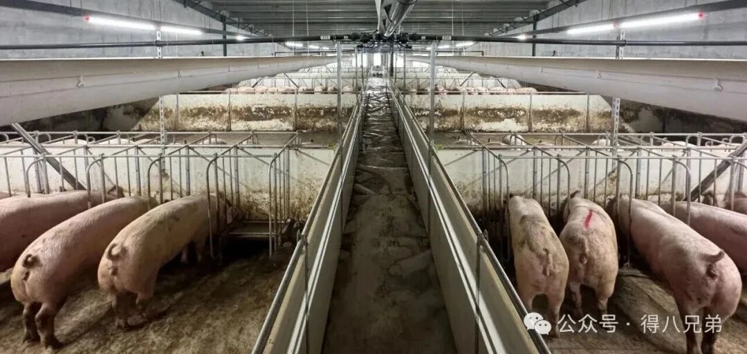 Lokale Rohstoffe: Die Kernsynergien und Wertvorteile der Flüssigfütterung in Schweinefarmen