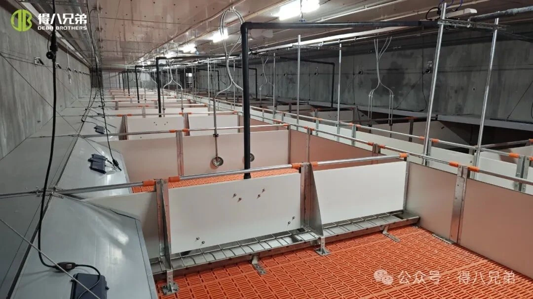 Prävention und Management von Hitzestress in Schweinefarmen bei heißem Wetter