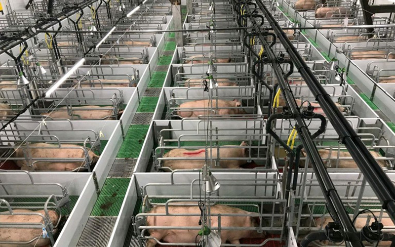 Präzise Ernährung und wissenschaftliches Management: Ermöglichen Sie eine effiziente Zucht trächtiger Sauen – Debabrother hilft Schweinefarmen, Qualität und Effizienz zu verbessern