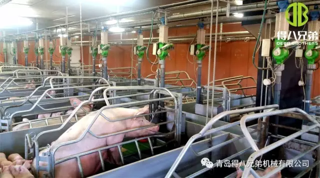 Wie groß ist der Einfluss des Ernährungszustands säugender Sauen auf Ferkel?