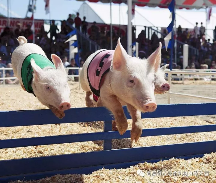 Wie Schweinefarmen die Abferkelzeit von Sauen verkürzen, um eine effiziente Ferkelabgabe zu ermöglichen