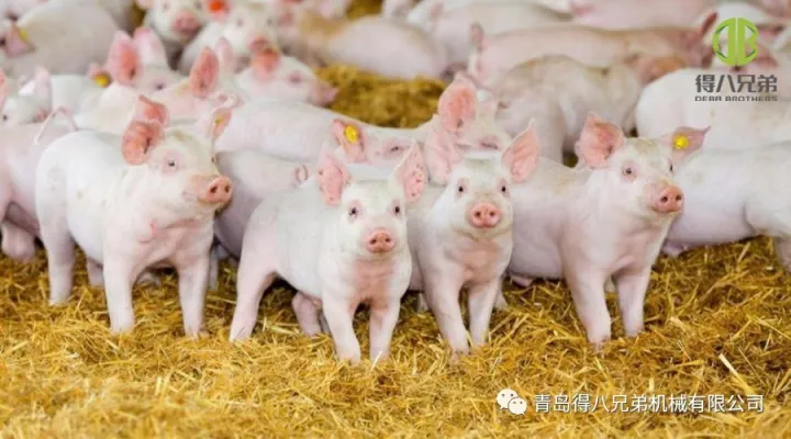 Verbesserung des Tierschutzes in der Schweinehaltung – China-Ausgabe