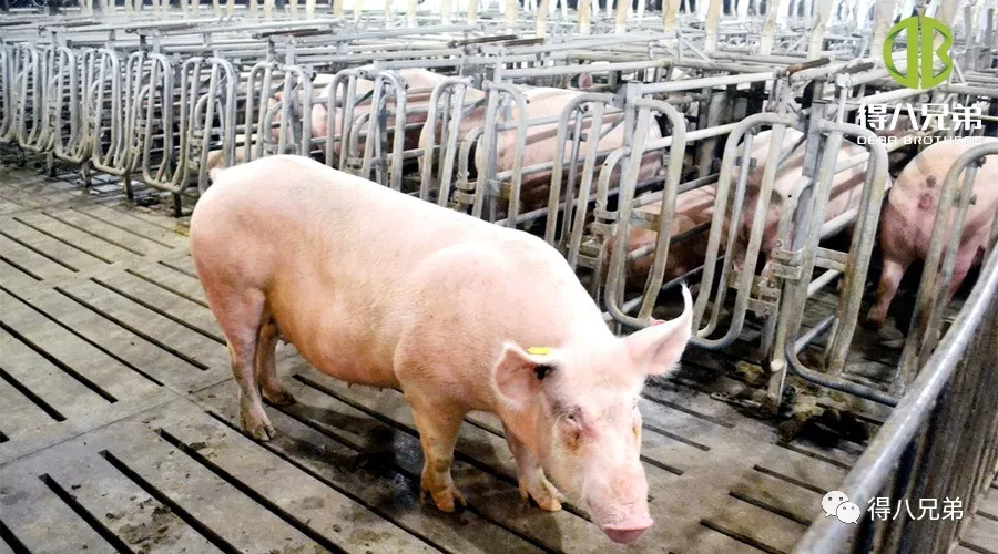 Auswirkungen von fermentiertem Futter auf trächtige Sauen