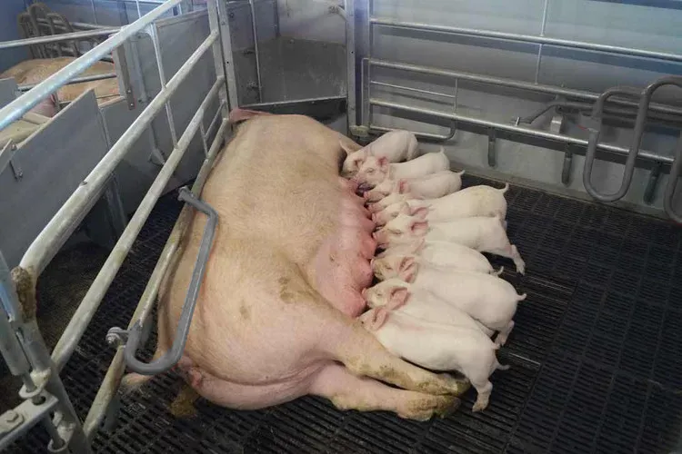 Die weltweite Erholung der Schweinepreise stärkt das Vertrauen in Investitionen in landwirtschaftliche Geräte